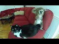 The Cat