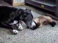 Great Dane and Siamese Cat