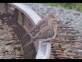 Railfanning 20 juillet 2008