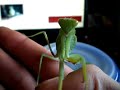Sphodromantis lineola  Gottesanbeterin