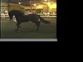 Black Andalusian Stallion for sale - Meloso-AS