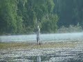 Great Blue Heron fishing