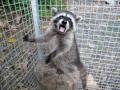 Baby raccoons eats a whole grape, Animal Advocates, Mary Cummins
