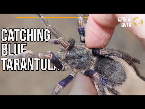 YouTube reptile video