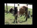 RURAL LIFE IN THAILAND, ISAAN, SURIN, SANG SAP