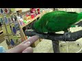 ネズミガシラハネナガインコです。