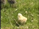 Chicken Little beats the heck out of Turkey lurkey