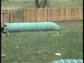 videos de Puppies Nov. 2008