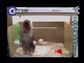踊る犬動画
