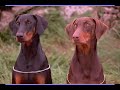 animales abandonados