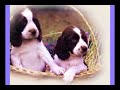 animales abandonados