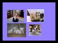 animales abandonados