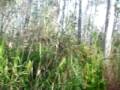 videos de Camping