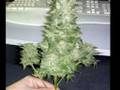 Por um fino - A vida de um viciado em maconha