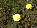 旧古川庭園.wmv