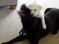 Ruckus & Lucques