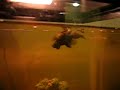 Swim Bladder Disease Bladder Diseases