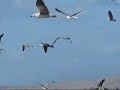 GAVIOTA DOMINICANA (Larus dominicanus)