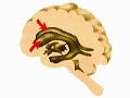 How the Body Works : The Ventricles of the Brain