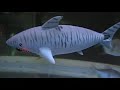 Shark Submarine toy at Aquarium