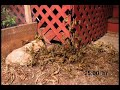 Ecoval vinegar herbicide