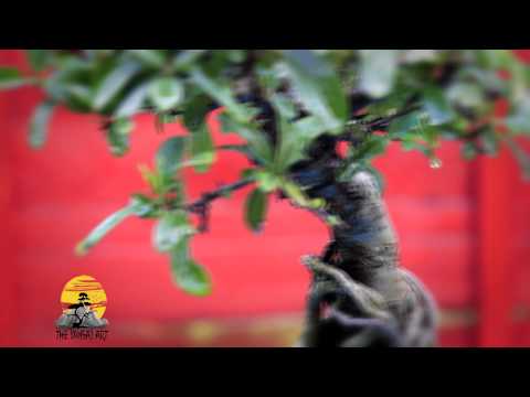 how to fertilize pyracantha
