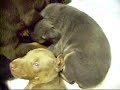 Doberman Puppies Born 9-14-07/ 3 wks old Doberman Puppies Born 9-14-07/ 3 wks old