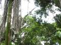 Howler monkeys of Belieze