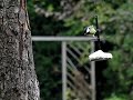 vetbol aerodynamica: koolmees arriveert