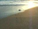 Leatherback Turtle Hatchling Leatherback Turtle Hatchling