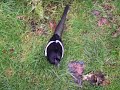 Talking magpie Talking magpie