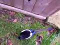 Talking magpie