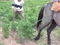 Horse Power