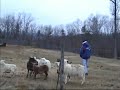 German Shepherd Sheep Herding ASCA Started