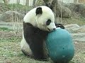 Tai Shan &amp; The Weeble 03.23