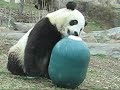 Tai Shan & The Weeble 03.23