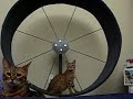 Cat Exercise Wheel