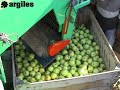 Argiles af6 / af8 recolecci�n fruta n 2 (www.argiles.es)