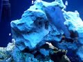 Malawi and tanganyika cichlids
