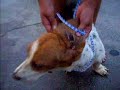 Puppy Mill Rescue