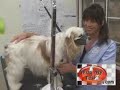 Dog grooming School from wagmytail.com