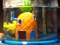 Billabong, my pet Betta fish