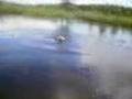 twan zoekt hengel in het water