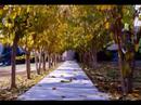 Isfahan university of technology(IUT)