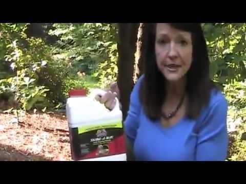 how to eliminate snakes