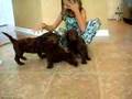 5 Week old F1B labradoodle puppies