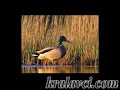 kralavci.com - �rdek Sesi