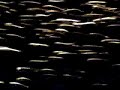 Sardines
