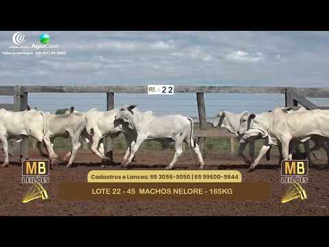 552� LEIL�O VIRTUAL MB LEIL�ES
