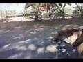 dog jogging by xtracycle